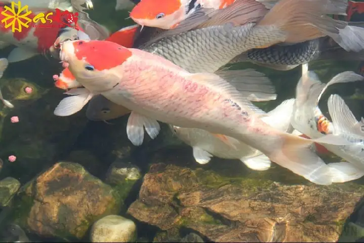 Cá Koi Bị Đỏ Mình