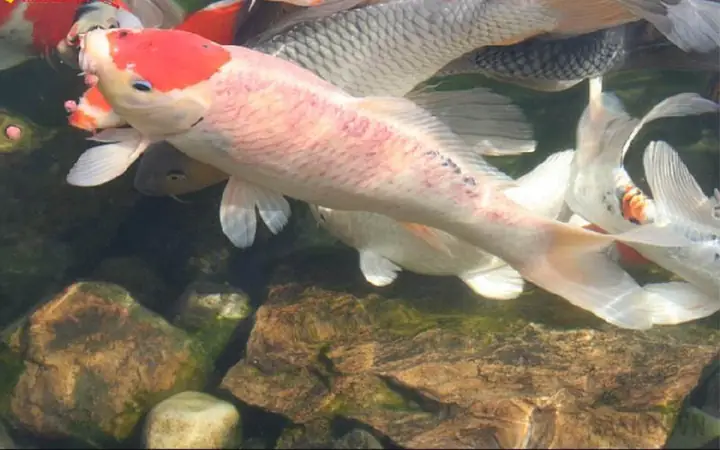 Cá Koi Bị Nấm Đỏ Cá Koi Bị Nấm Đỏ