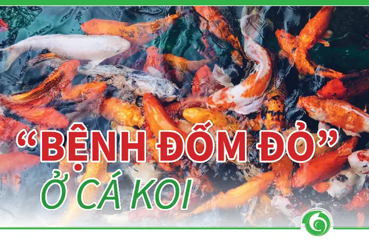 Cá Koi Bị Nấm Đỏ Cá Koi Bị Nấm Đỏ