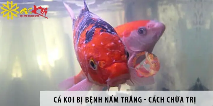 Cá Koi Bị Nấm Đỏ Cá Koi Bị Nấm Đỏ