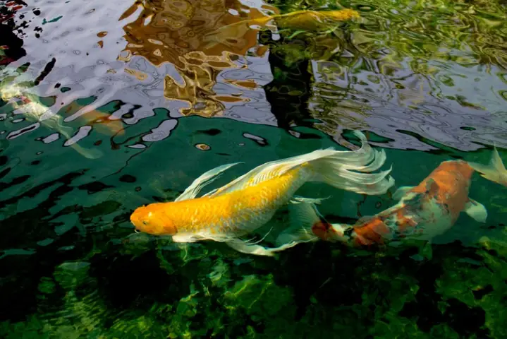 Cá Koi Bướm Trắng