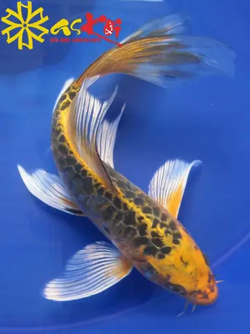 Cá Koi Bướm Trắng