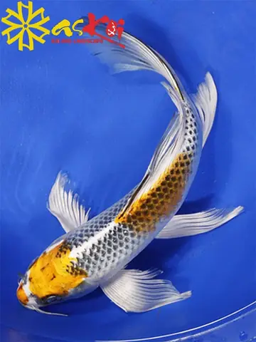 Cá Koi Bướm Trắng