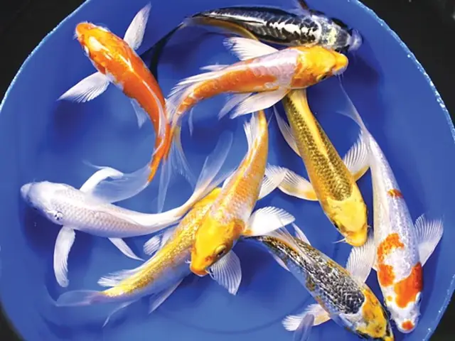 Cá Koi Bướm Trắng