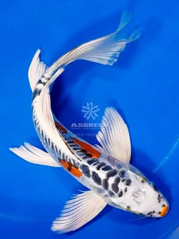 Cá Koi Bướm Trắng