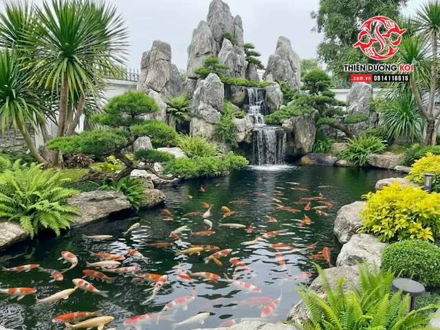 Cá Koi Buôn Ma Thuột