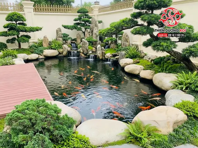 Cá Koi Buôn Ma Thuột