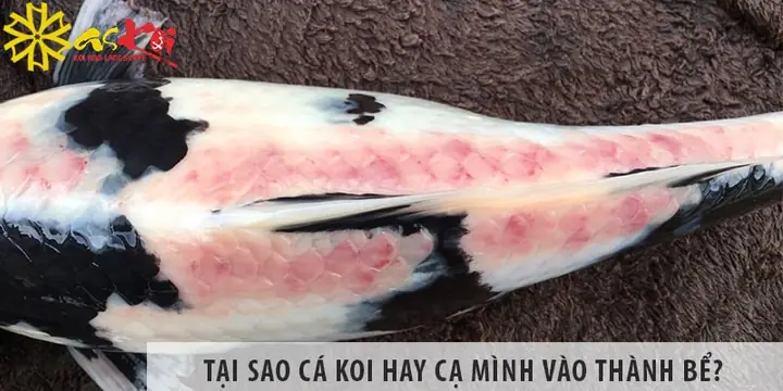 Cá Koi Cạ Mình Cá Koi Cạ Mình