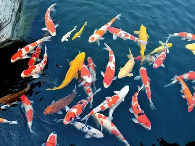 Cá Koi Cạ Mình Cá Koi Cạ Mình