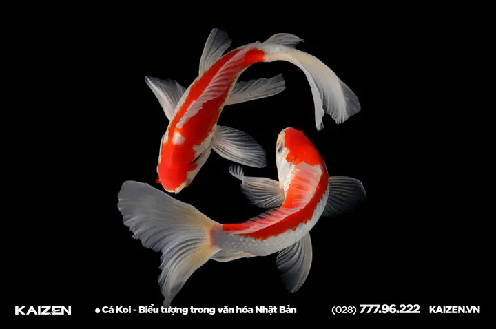 Cá Koi Cờ Nhật Cá Koi Cờ Nhật