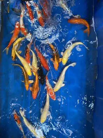 Cá Koi Đà Nẵng