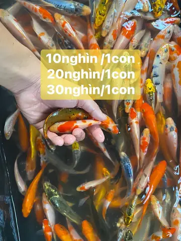 Cá Koi Đà Nẵng