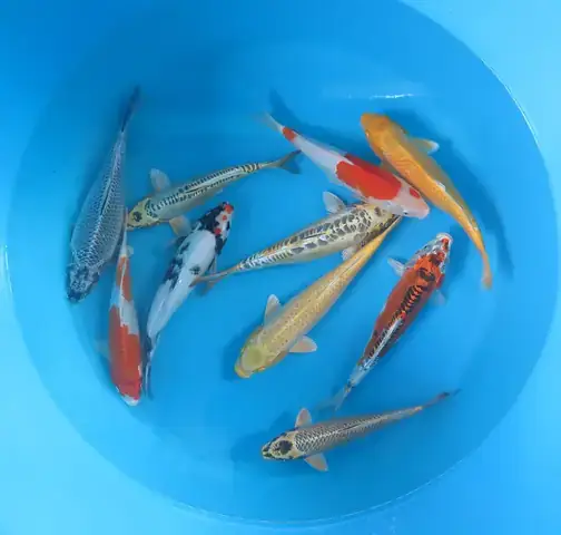 Cá Koi F1 Là Gì Cá Koi F1 Là Gì