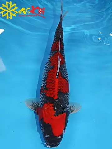 Cá Koi F1 Là Gì Cá Koi F1 Là Gì