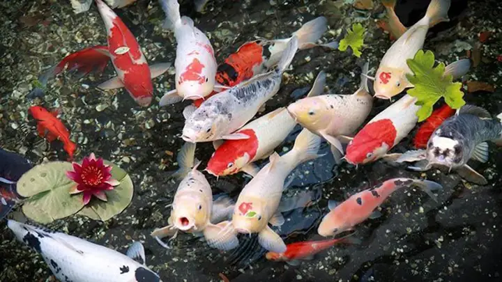Cá Koi F1 Là Gì Cá Koi F1 Là Gì
