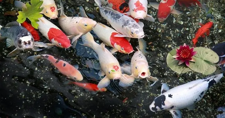Cá Koi Gia Lai