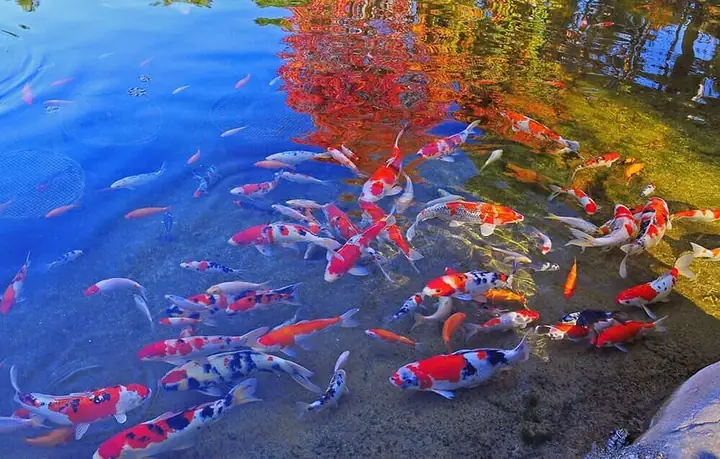 Cá Koi Gia Lai
