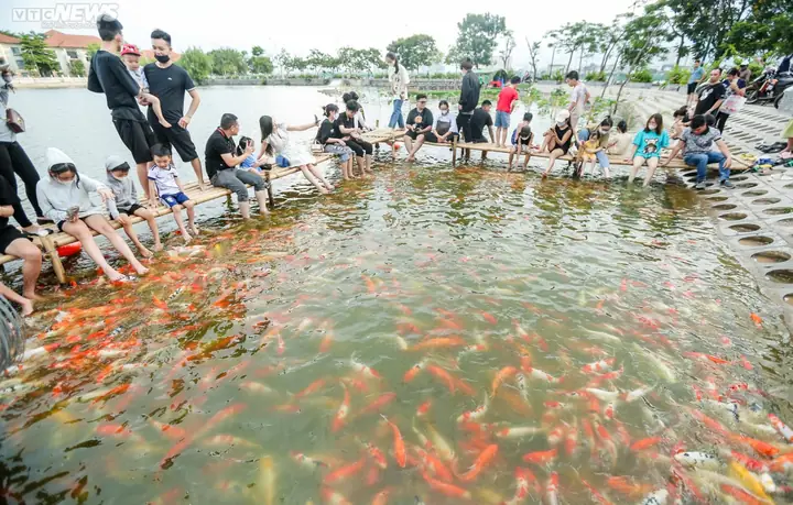 Cá Koi Hà Nội