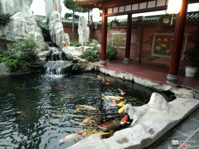 Cá Koi Hà Nội
