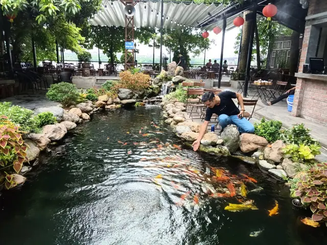 Cá Koi Hải Phòng Cá Koi Hải Phòng