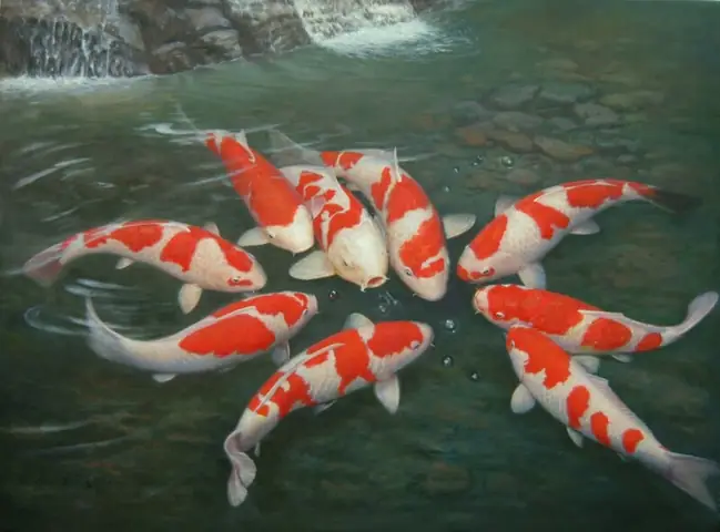Cá Koi Hải Phòng Cá Koi Hải Phòng