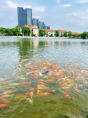 Cá Koi Lớn Nhất Cá Koi Lớn Nhất
