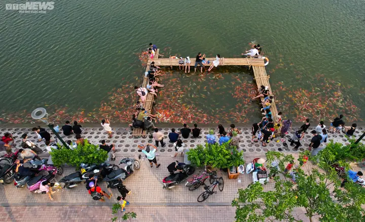 Cá Koi Lớn Nhất Cá Koi Lớn Nhất