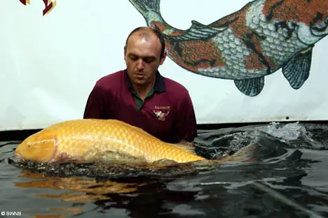 Cá Koi Lớn Nhất Cá Koi Lớn Nhất