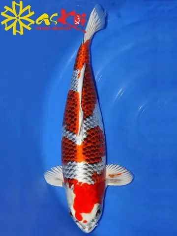Cá Koi Nhật Bản Cá Koi Nhật Bản