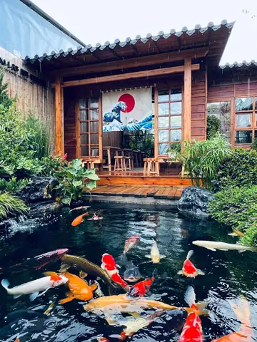 Cá Koi Nhật Bản Cá Koi Nhật Bản