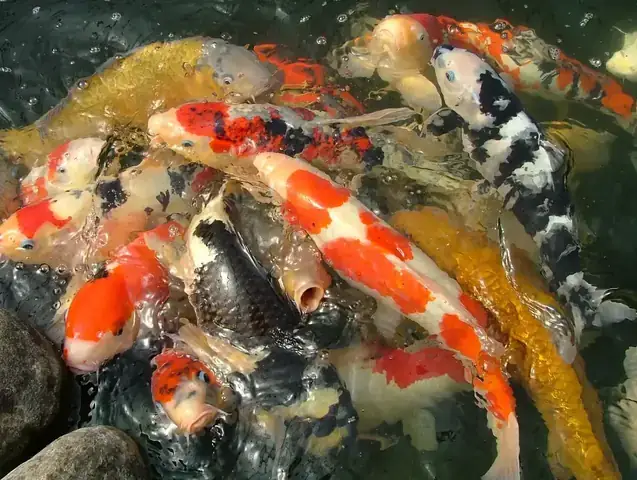 Cá Koi Nhảy Lên Mặt Nước Cá Koi Nhảy Lên Mặt Nước