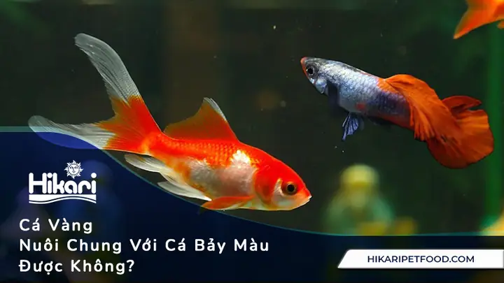 Cá Koi Nuôi Chung Cá 7 Màu