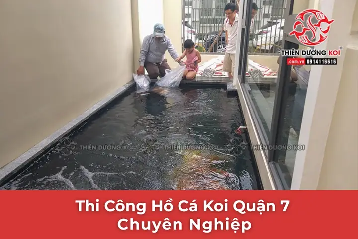 Cá Koi Quận 7 Cá Koi Quận 7