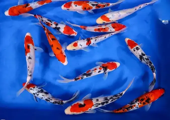 Cá Koi Tosai Là Gì Cá Koi Tosai Là Gì