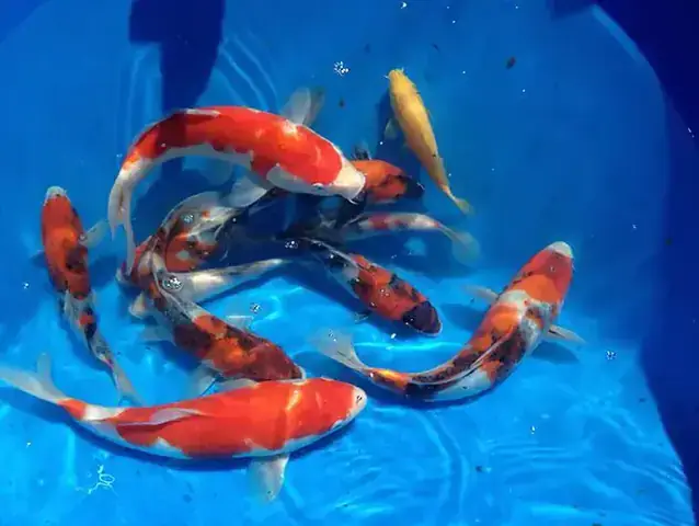 Cá Koi Tosai Là Gì Cá Koi Tosai Là Gì