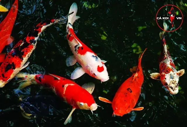 Cá Koi Trung Quốc Cá Koi Trung Quốc