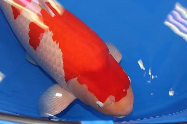 Cá Koi Trung Quốc Cá Koi Trung Quốc