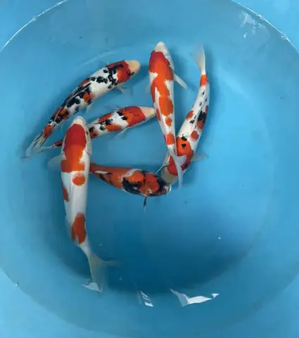 Cá Koi Trung Quốc Cá Koi Trung Quốc