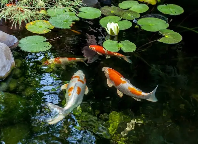 Cá Koi Trung Quốc Cá Koi Trung Quốc