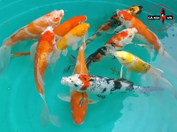 Cá Koi Trung Quốc Cá Koi Trung Quốc