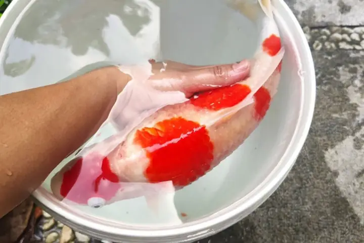 Cá Koi Xù Vảy Cá Koi Xù Vảy