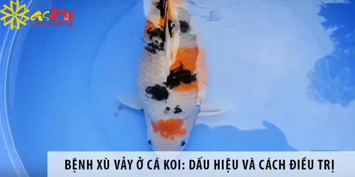 Cá Koi Xù Vảy Cá Koi Xù Vảy