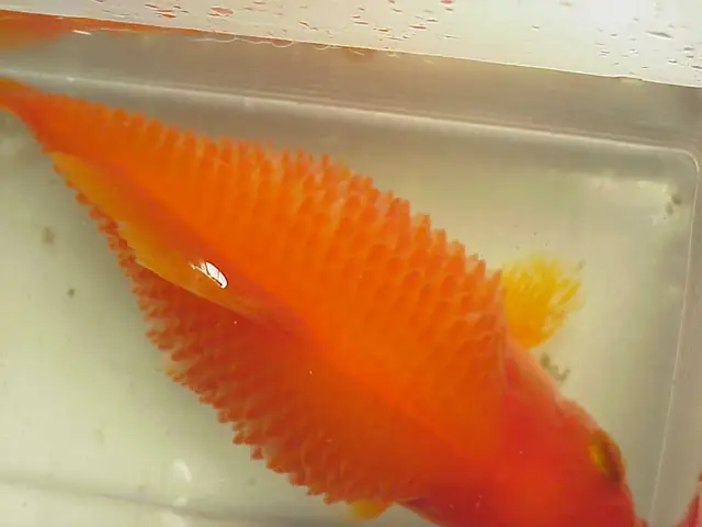 Cá Koi Xù Vảy Cá Koi Xù Vảy