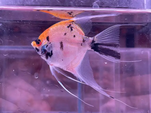 Cá Thần Tiên Koi