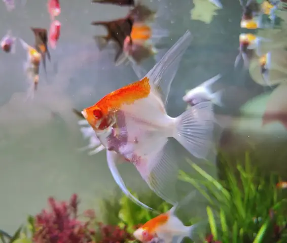 Cá Thần Tiên Koi