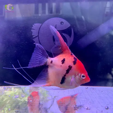 Cá Thần Tiên Koi