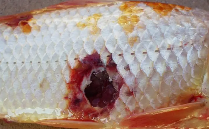 Các Loại Bệnh Cá Koi Các Loại Bệnh Cá Koi