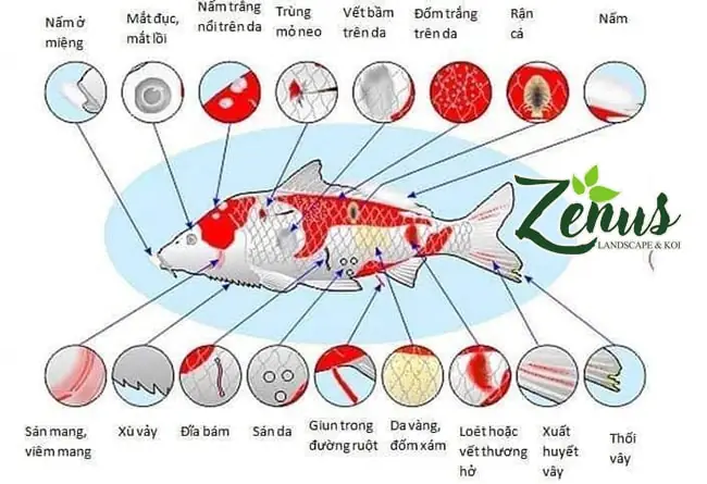 Các Loại Bệnh Cá Koi Các Loại Bệnh Cá Koi