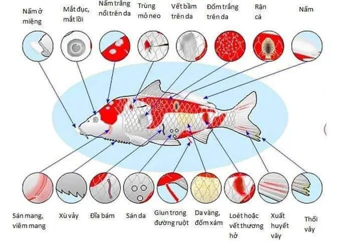 Các Loại Bệnh Cá Koi Các Loại Bệnh Cá Koi