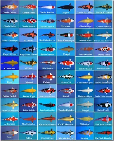 Các Loại Cá Koi Việt